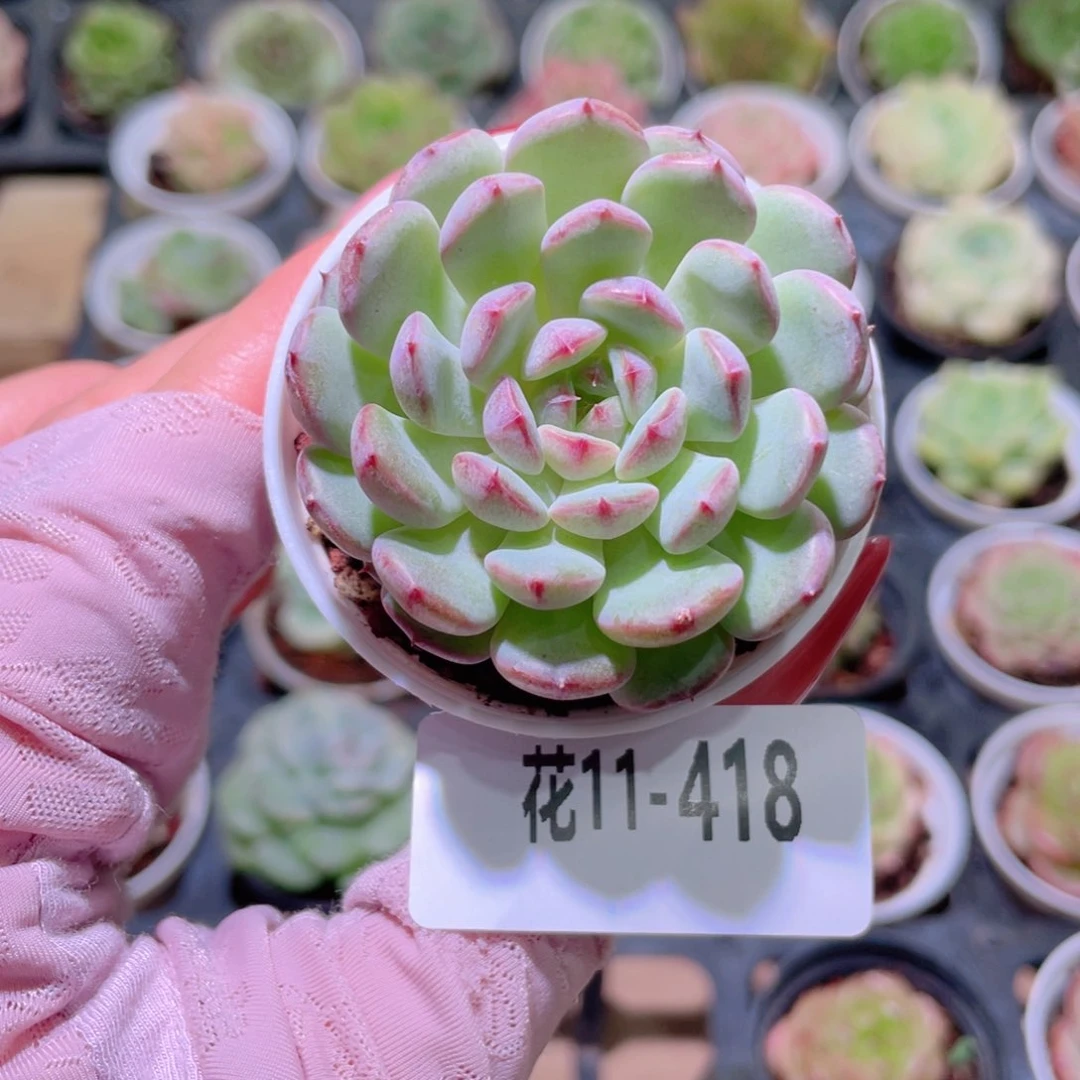 花利美11-418哈尼