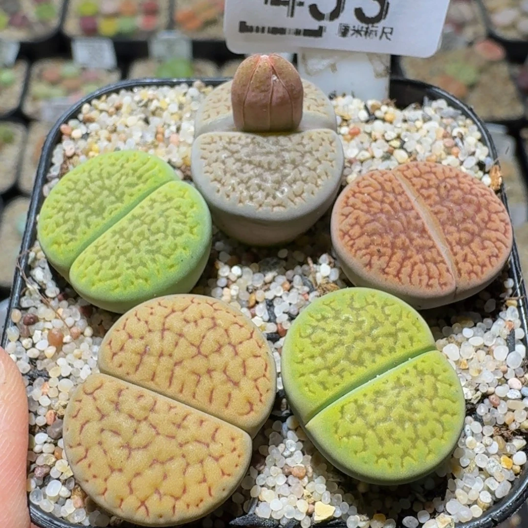 Ssss生石花肉锥453