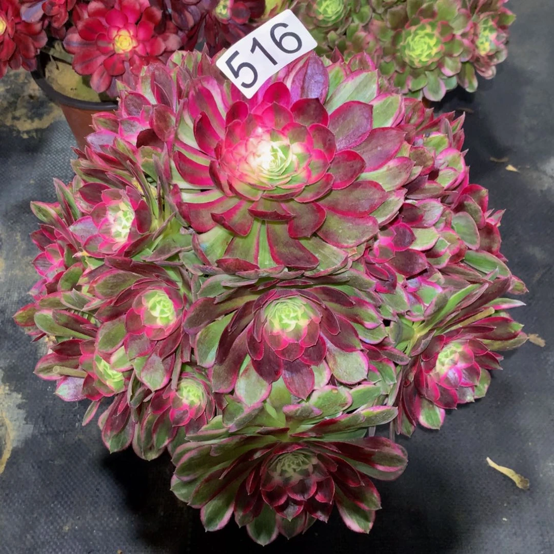 温***阳法师多肉植物516孔雀翎