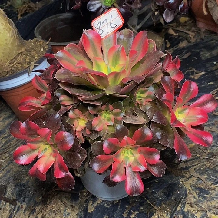 香妃老桩捧花876号