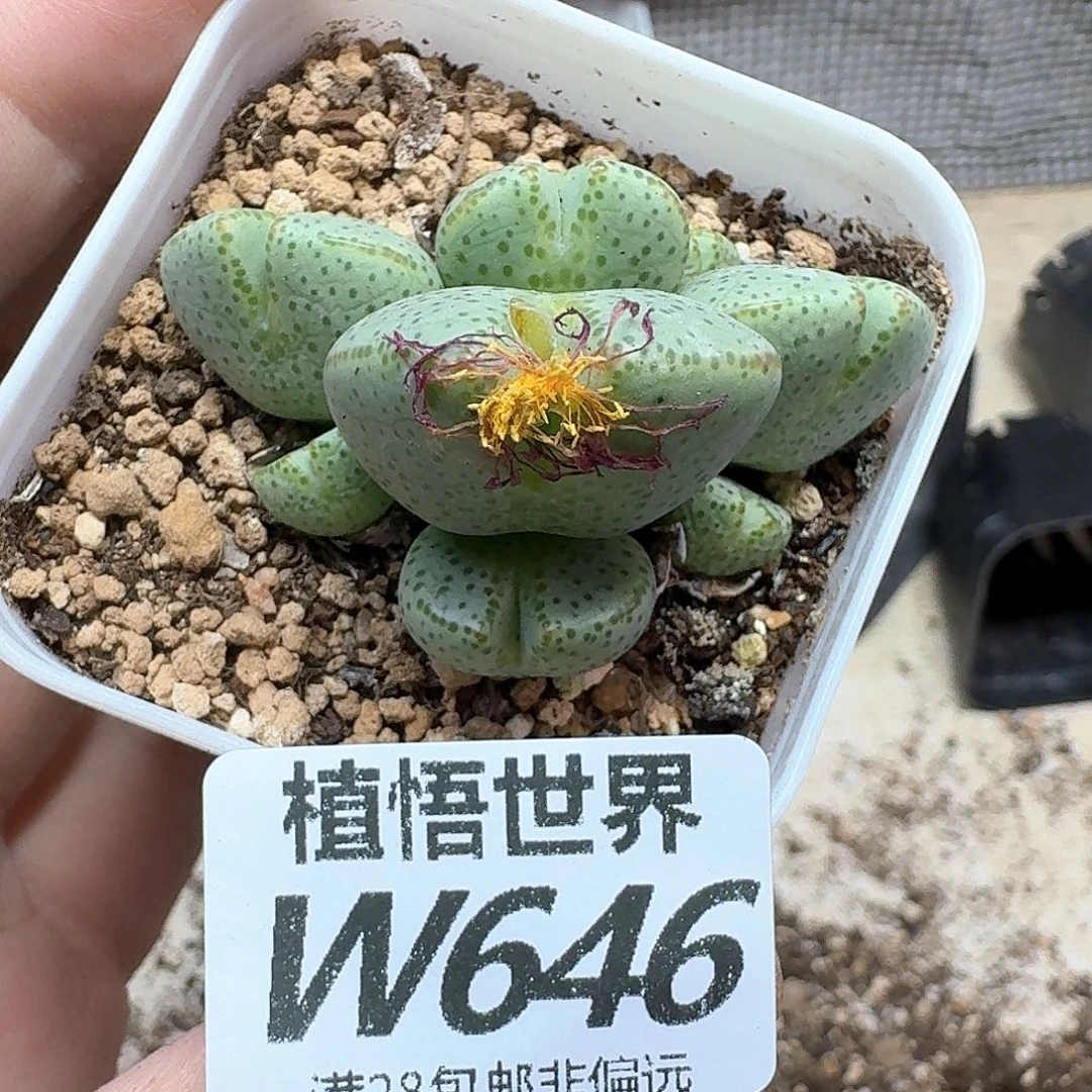多肉植物的润泽地f