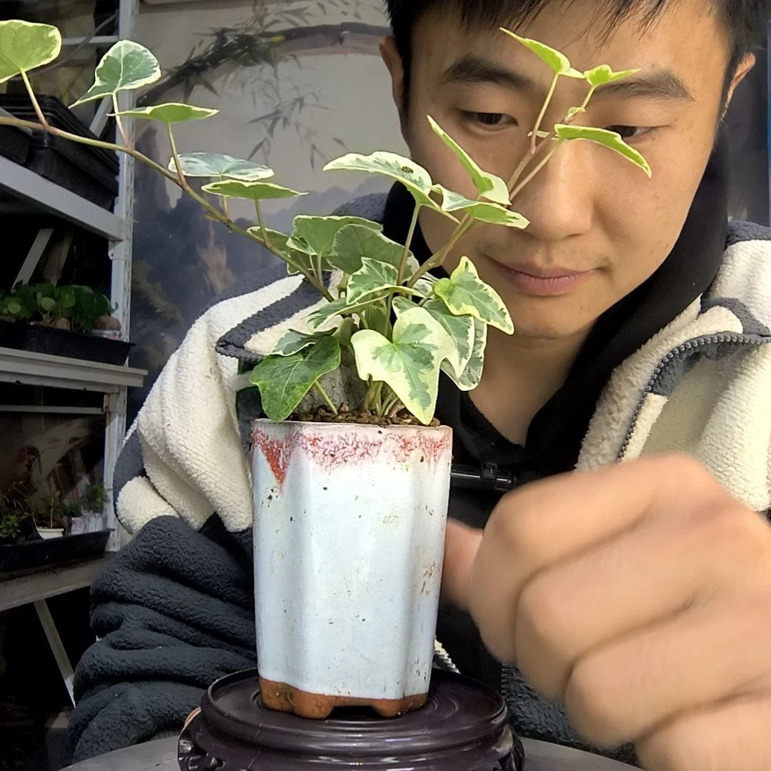 红****艺中青园艺一物一拍108