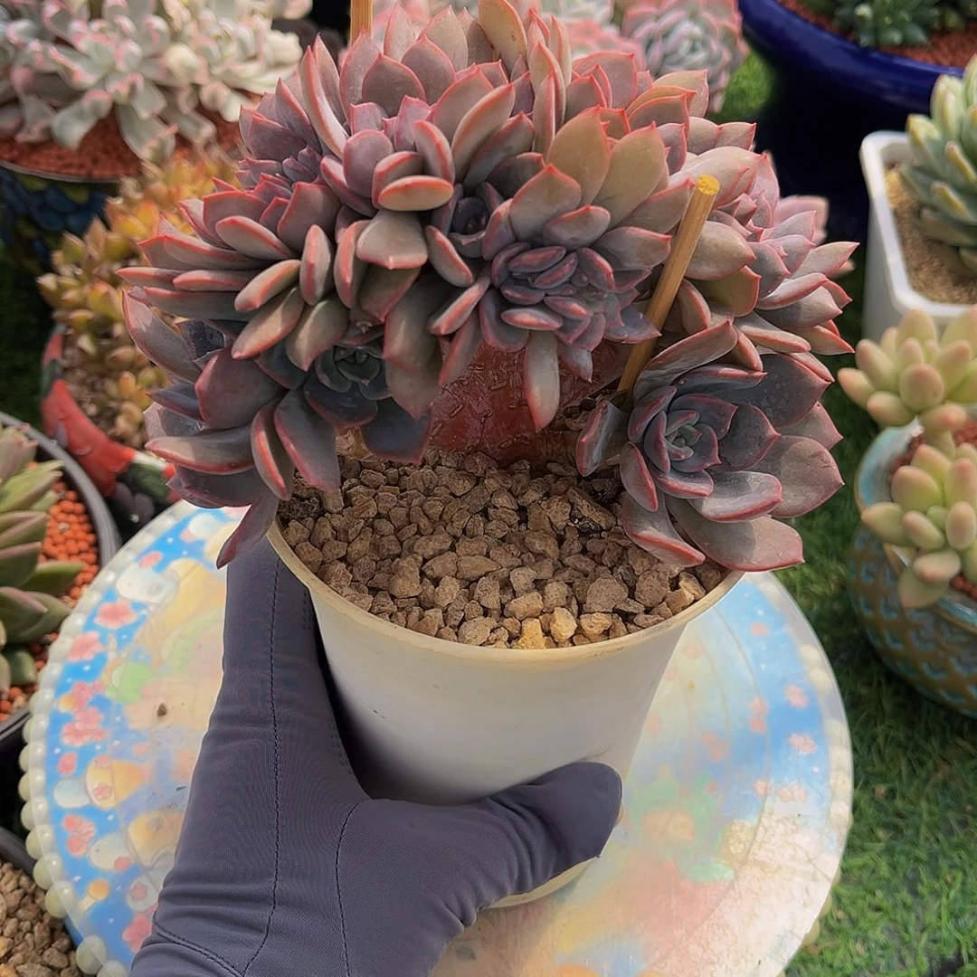提拉米苏树一物一拍