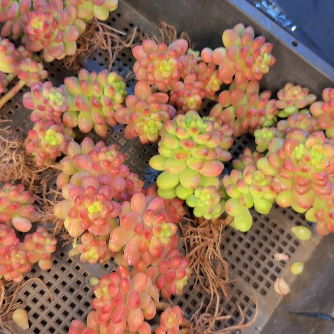 多肉植物的生长发育与生长