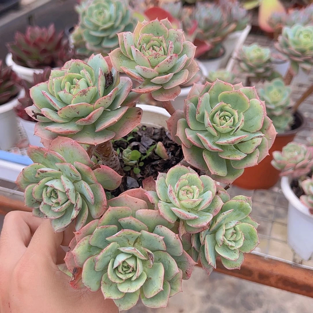 克罗地亚玫瑰多头大盆群精品