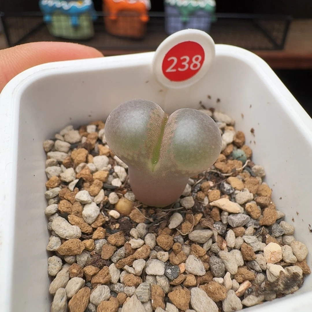 多肉植物福利风铃238