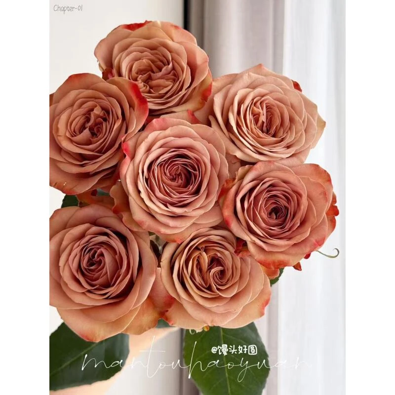 【卡布奇诺】云南鲜花直发同地址两单及以上顺丰/德邦+送配草