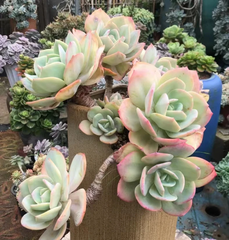 白凤 【云贵精品多肉】230青花瓷杯