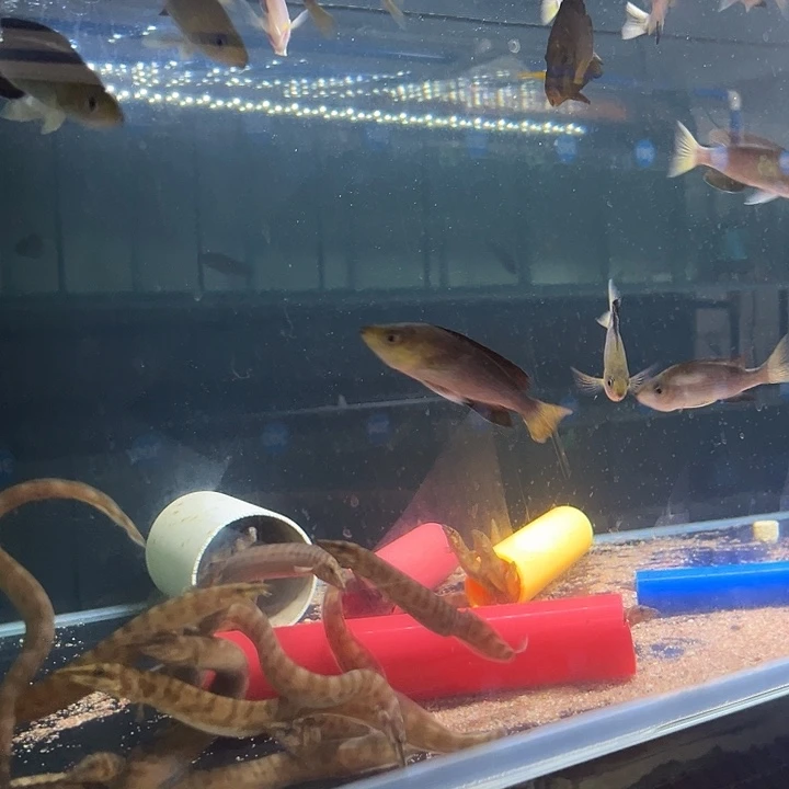 海水鱼四条金头剑沙