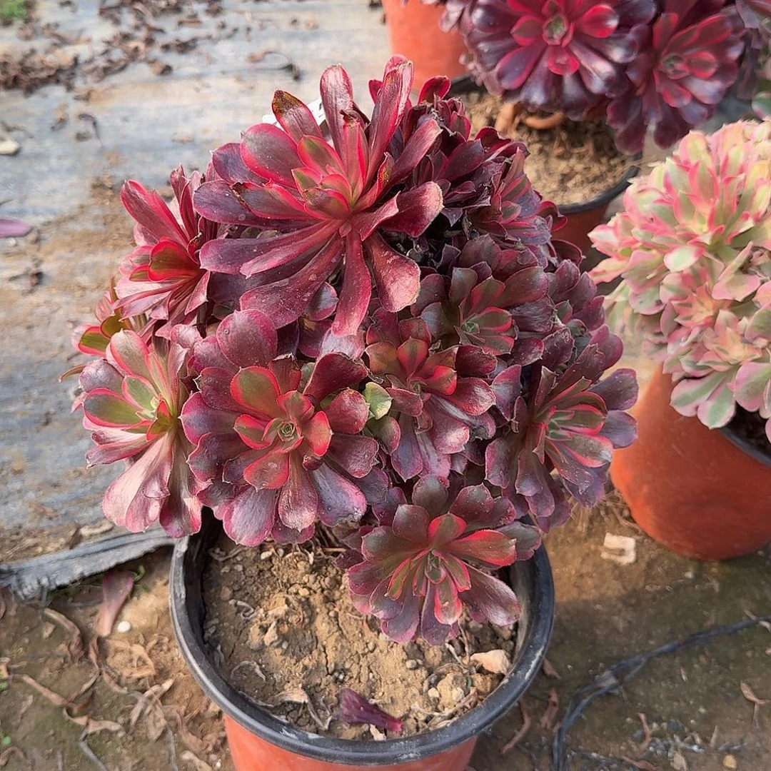 不周正蒙娜丽莎975号