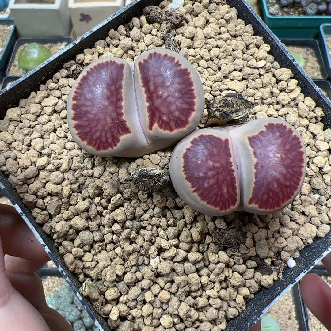 【闪购商品】42 特选菊