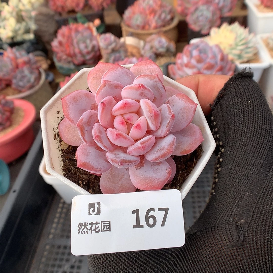 167星星橙多肉植物66666