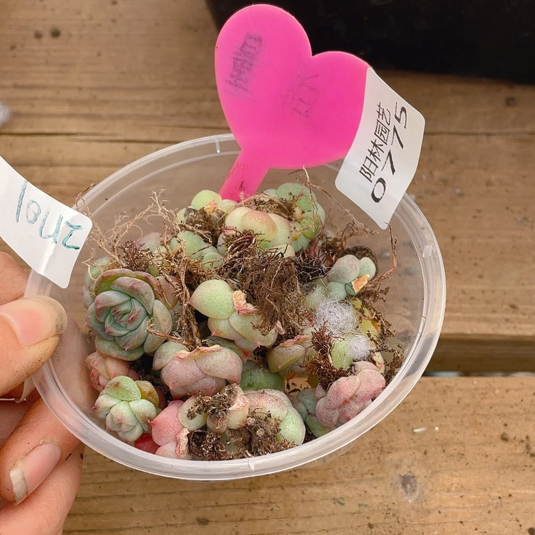 量拍多肉植物多肉植物775