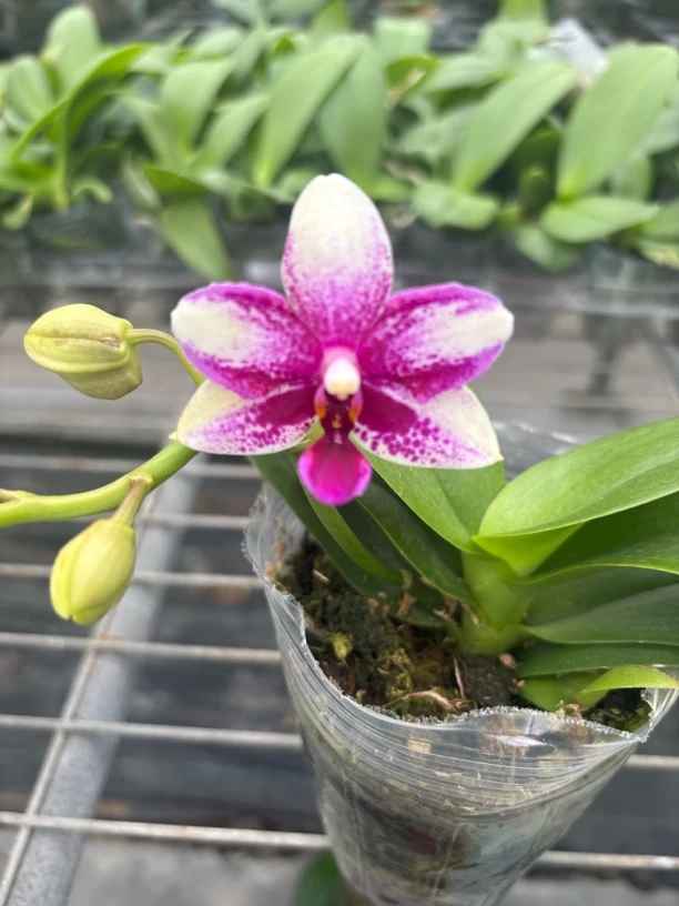 紫钻蝴蝶兰小花型3.0寸杯带剑花期超久剪过剑