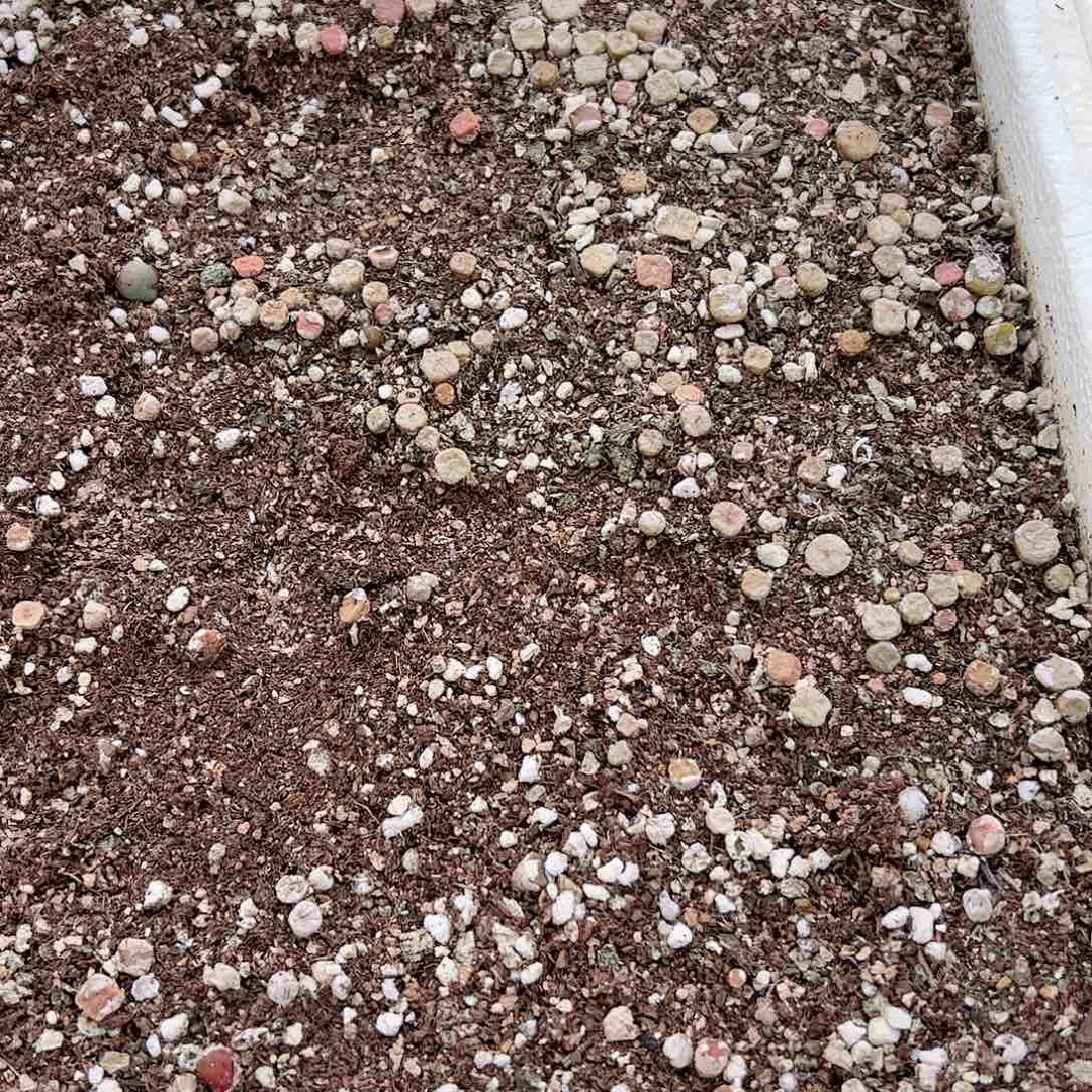 【闪购商品】309 情人节福利 脱土