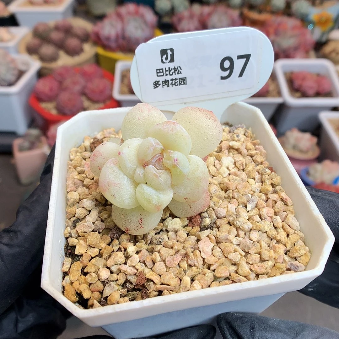 王****?97 冰玉石化多肉