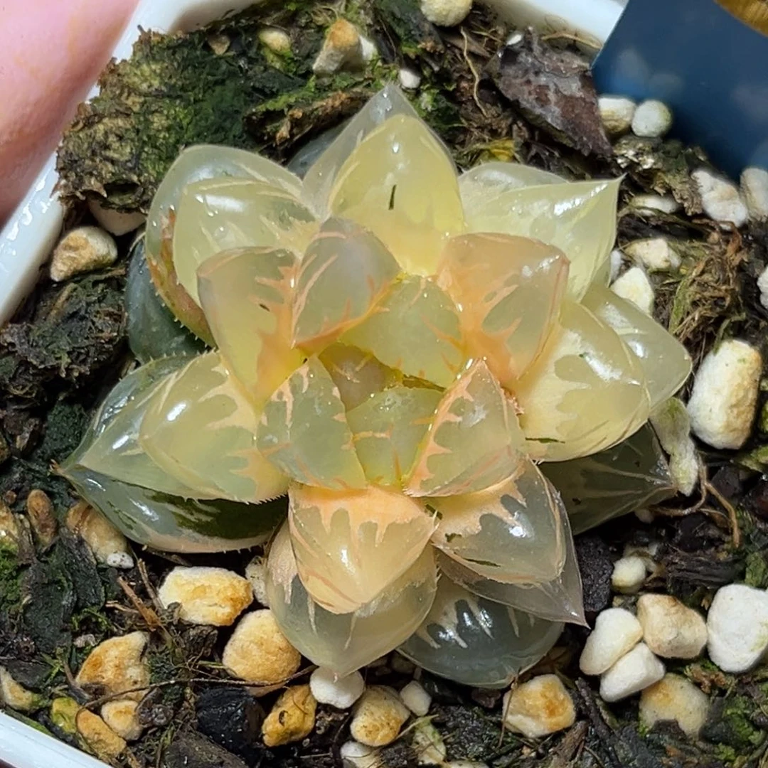 恭喜发财大吉大利576