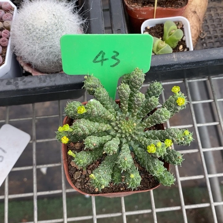 伯克利和格蕾纳等著名音乐家