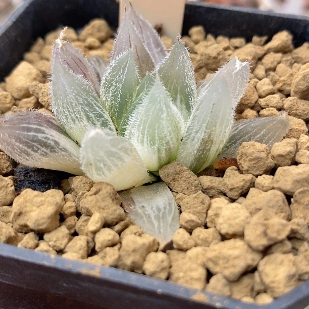 826毛玉露锦一物一拍