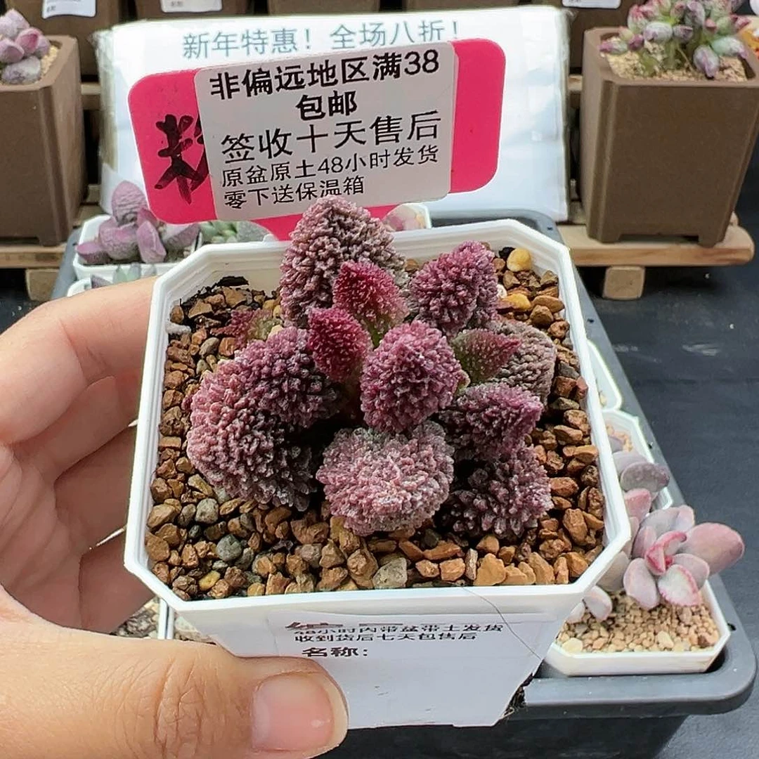 B***宝535朱紫玉多肉植物