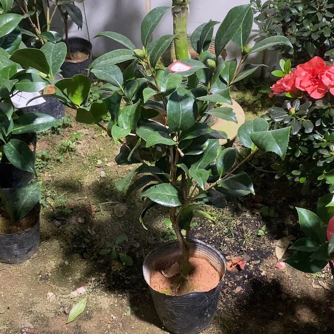 完全开放克瑞莫茶花