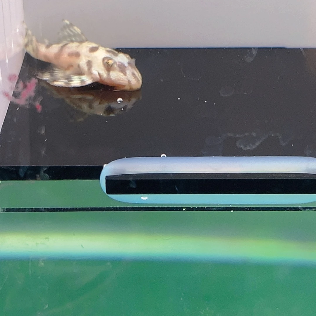 清道夫鱼236异型34号