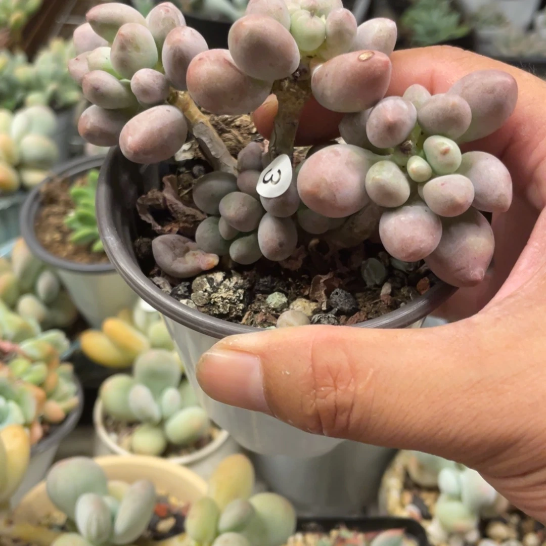 桃花奶酪多肉植物