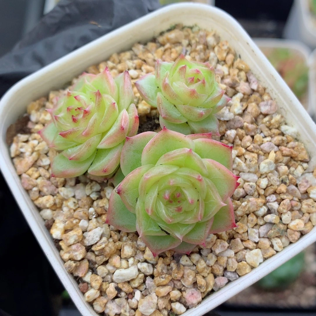 58包邮  群生不包整麦秆24