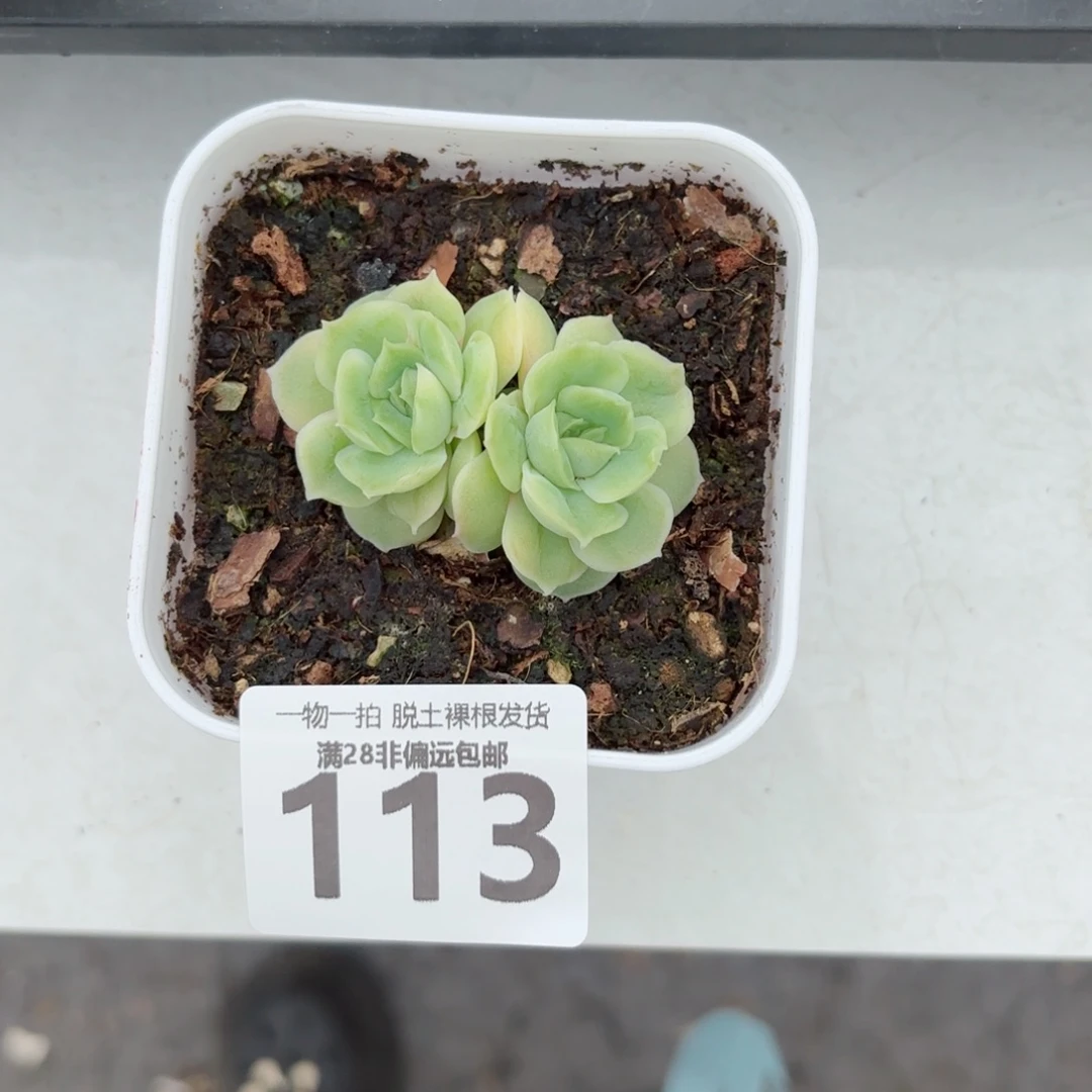 水晶虾饺无盆土发货