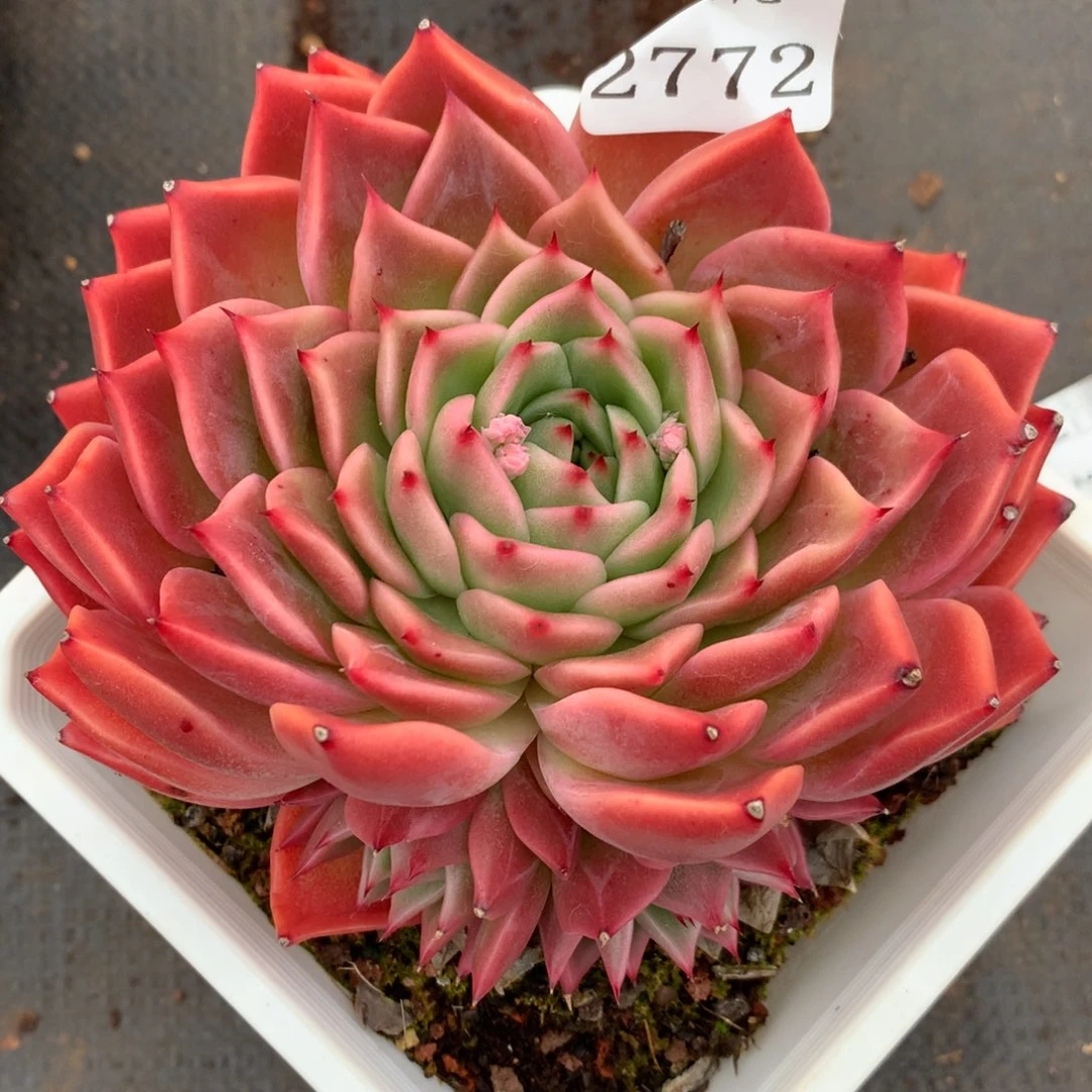 2772杂交多肉老桩