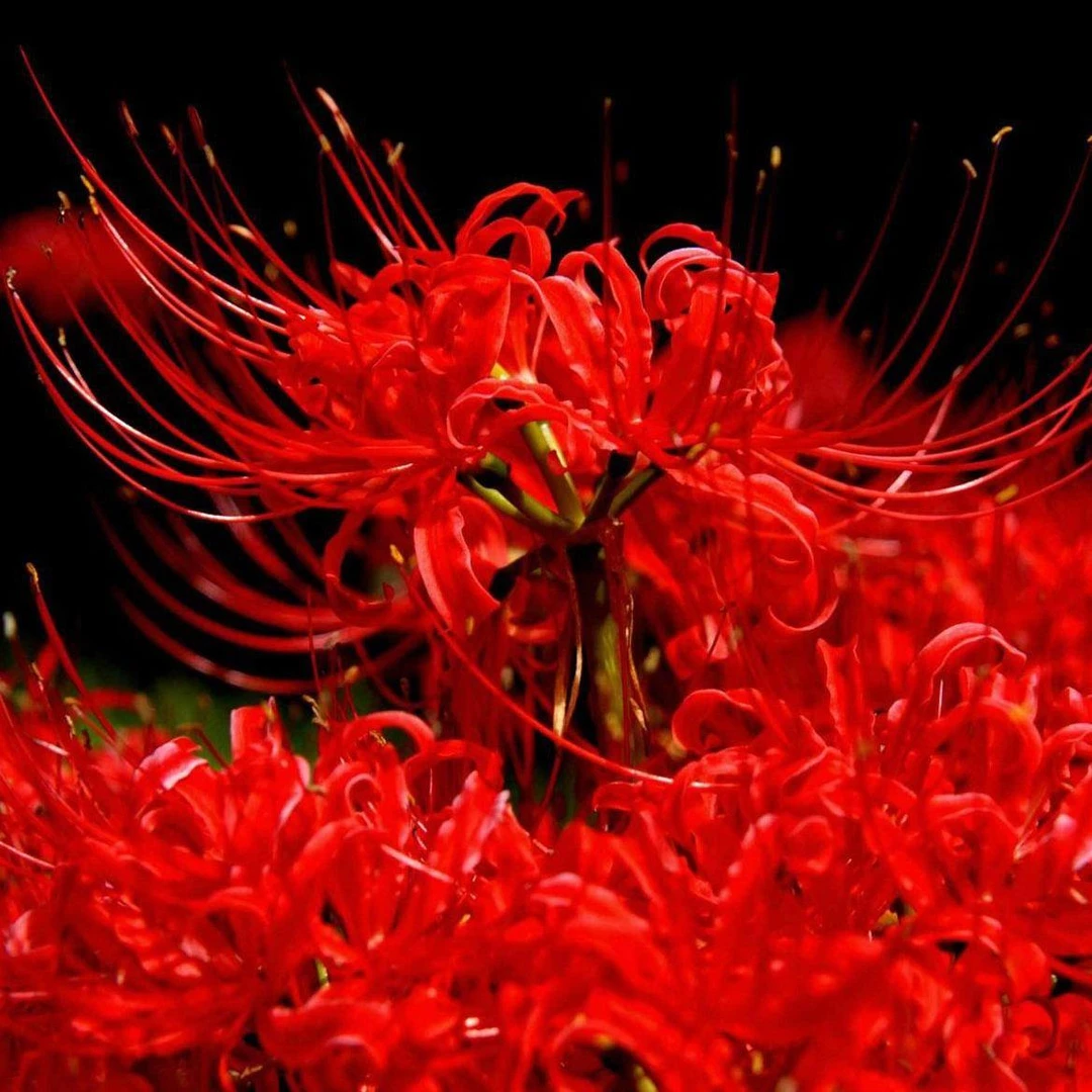 绿植彼岸花种子曼珠沙华盆栽 彼岸花种球石蒜花室内种花卉