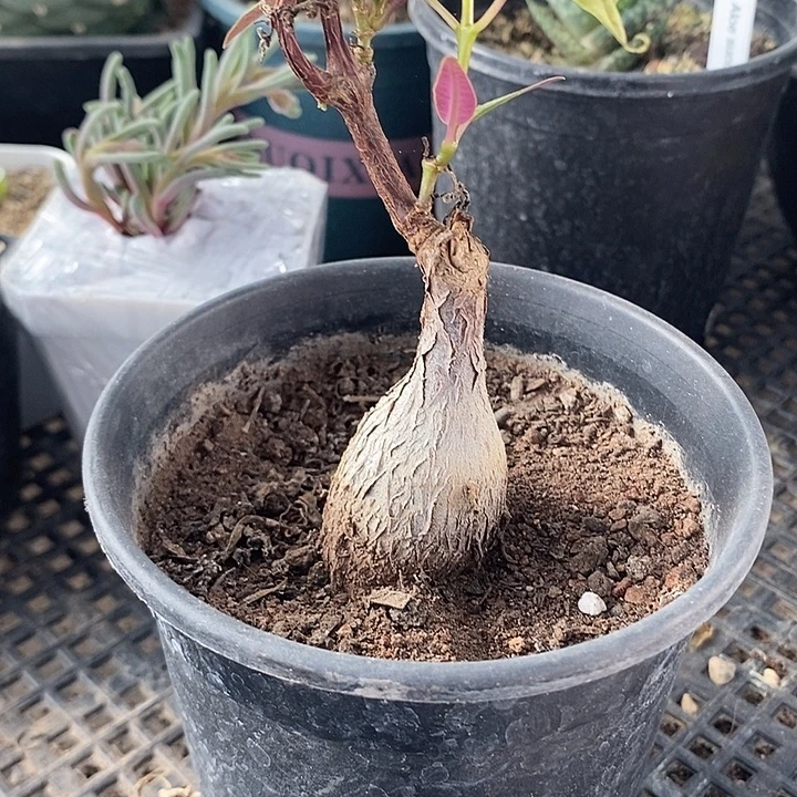 紫背萝藦，带盆，一物一拍