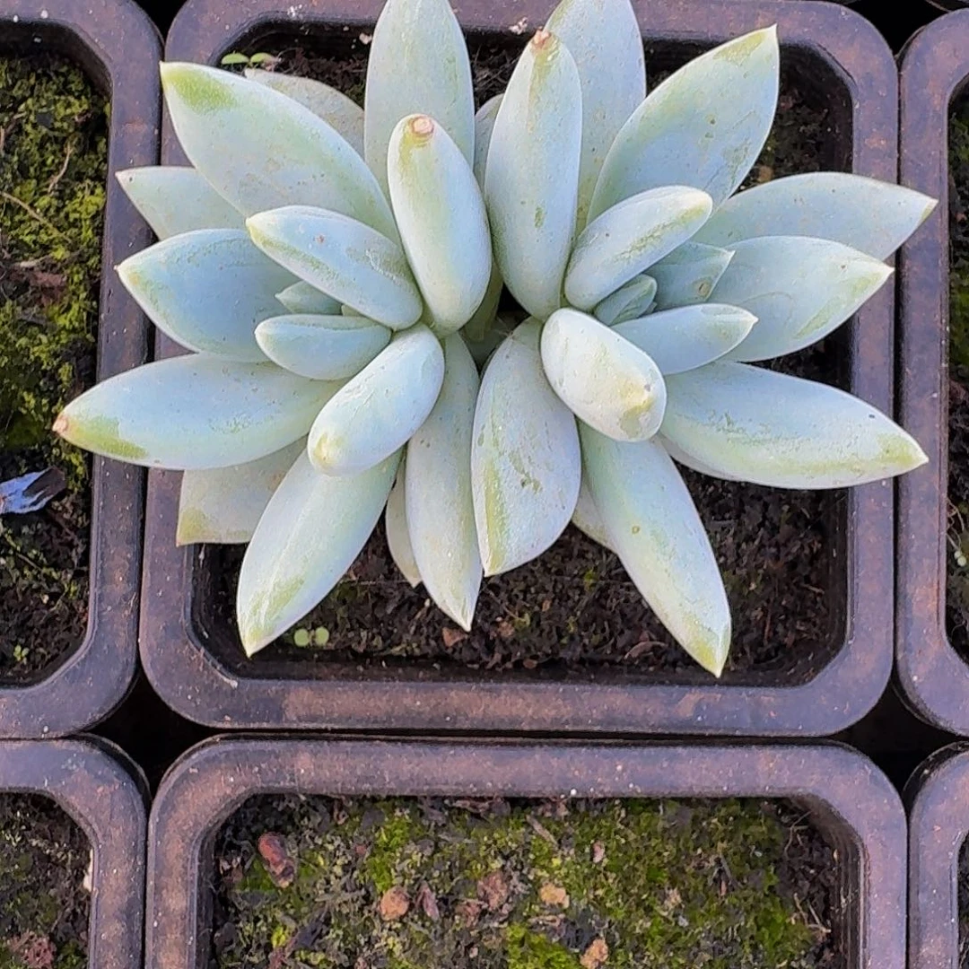 伊丽莎白 双头 一物一拍