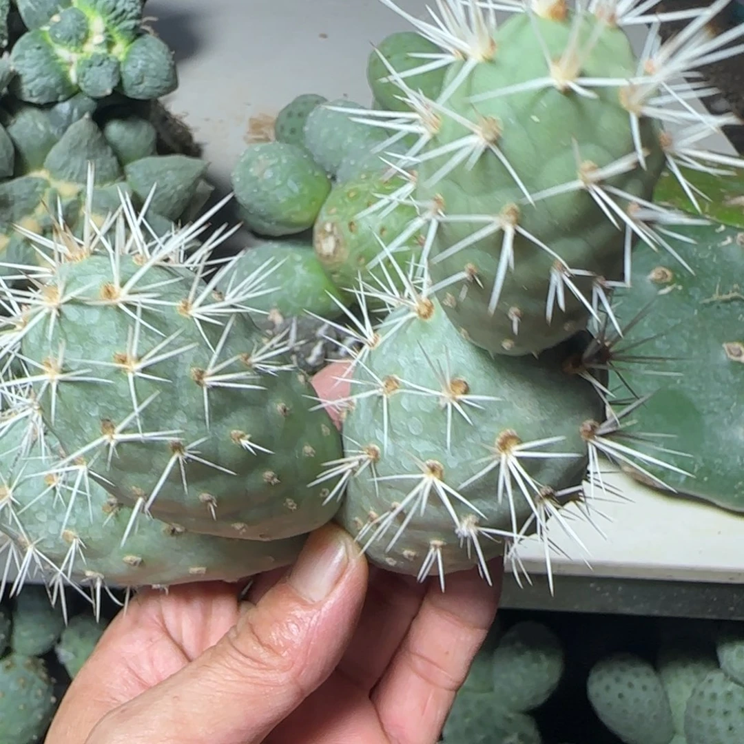 无花朵四头原地象牙白狂刺福利
