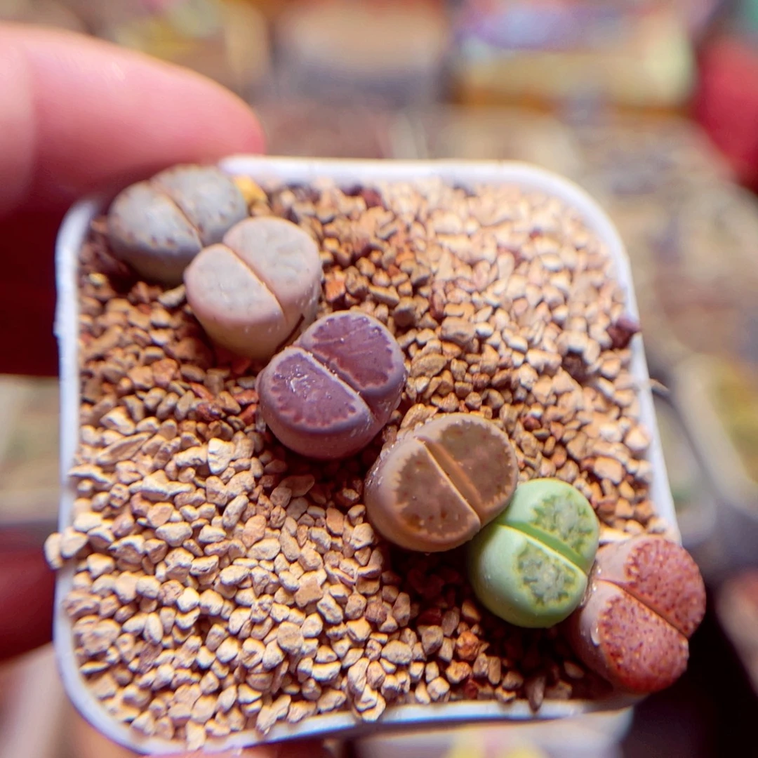 270号带盆盆包邮发货