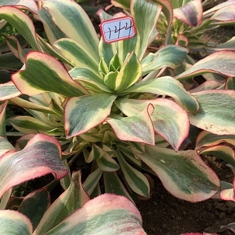 魅影捧花法师144链接