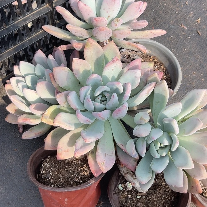 两单包邮，量拍4颗奥普