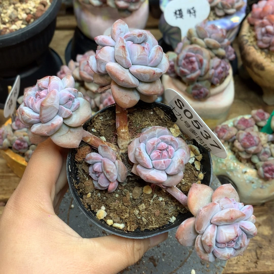 S0537 突尼斯 背景同款