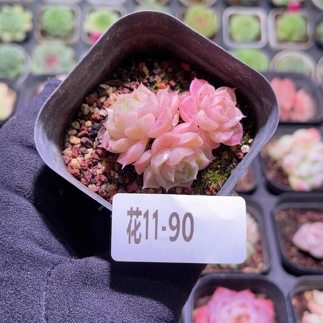 花利美11-90麦秆群