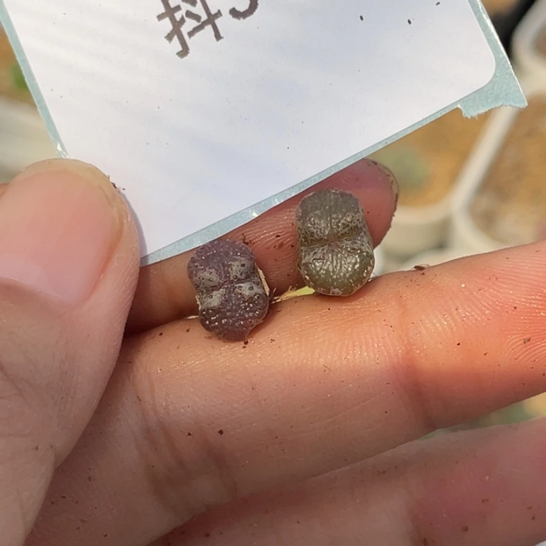 是***～3-5肉锥多肉植物肉锥
