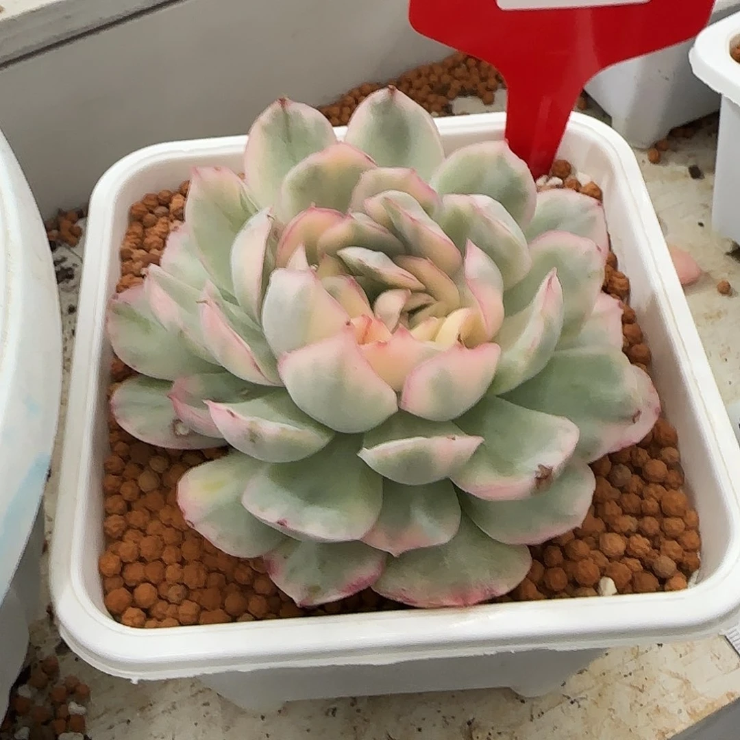 松202草莓蛋糕锦多肉