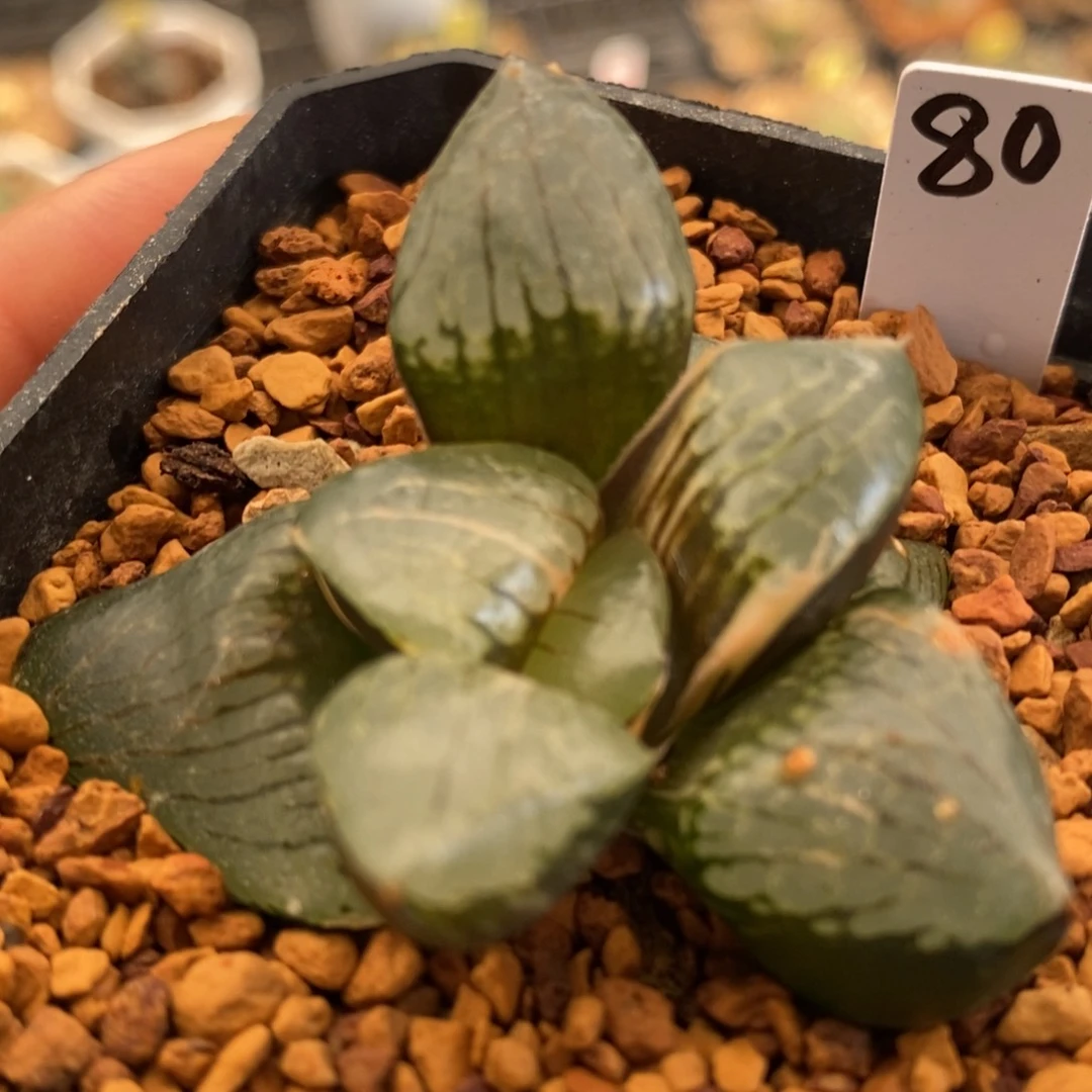 80号日月潭锦多肉