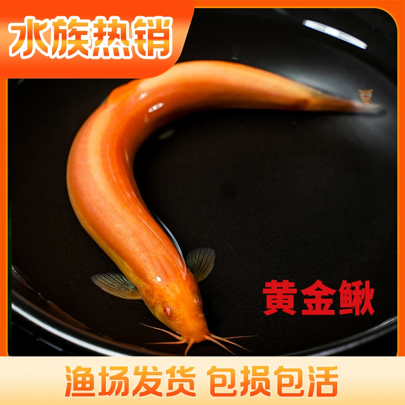 黄金泥鳅生态缸造景组合清道夫观赏鱼除藻工具鱼观赏鱼免换水懒人