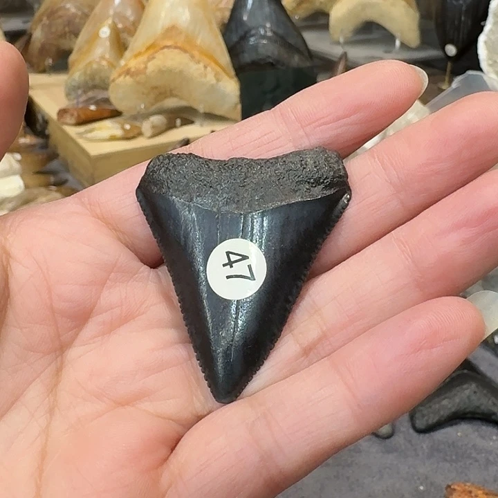 A***TPVC精品巨齿鲨牙齿化石