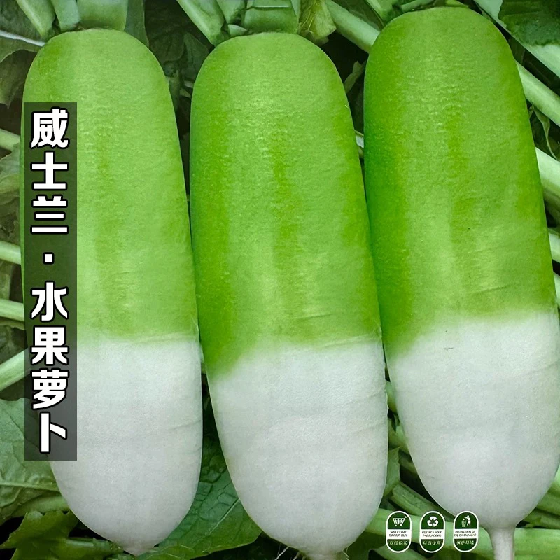 杂交青头水果萝卜种子耐热耐寒不空心四季青头白萝卜种籽蔬菜种孑