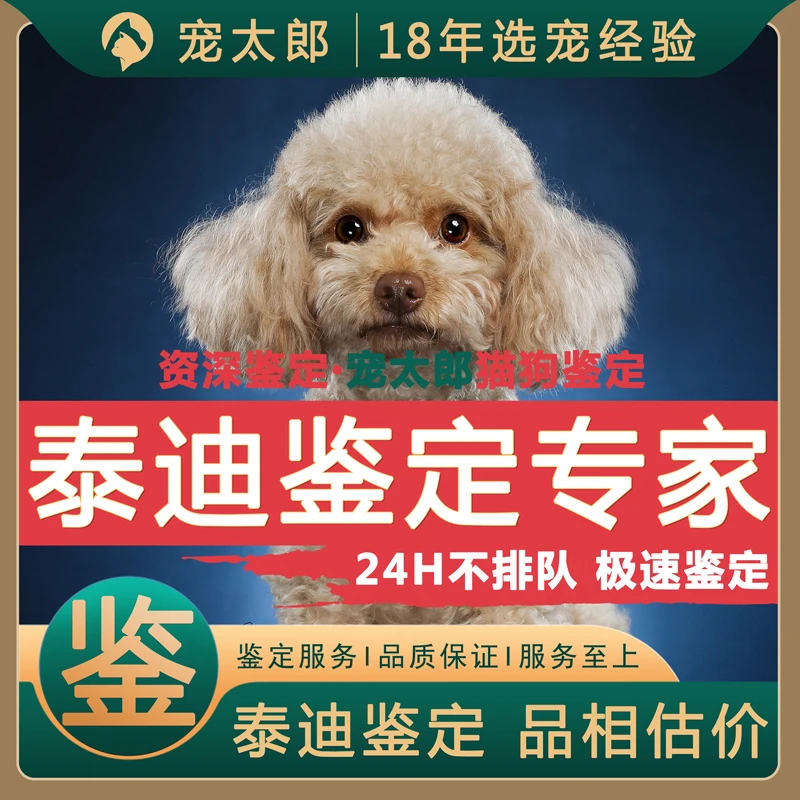 泰迪鉴定狗品相品种鉴定狗品种泰迪熊估价泰迪挑选狗品种鉴定泰迪