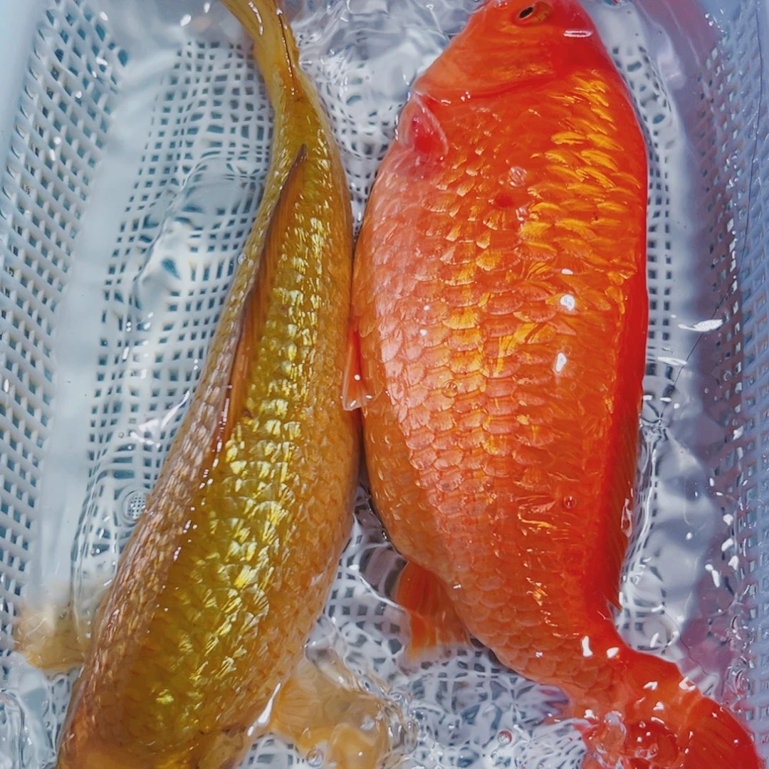 海水鱼锦鲤冷水152