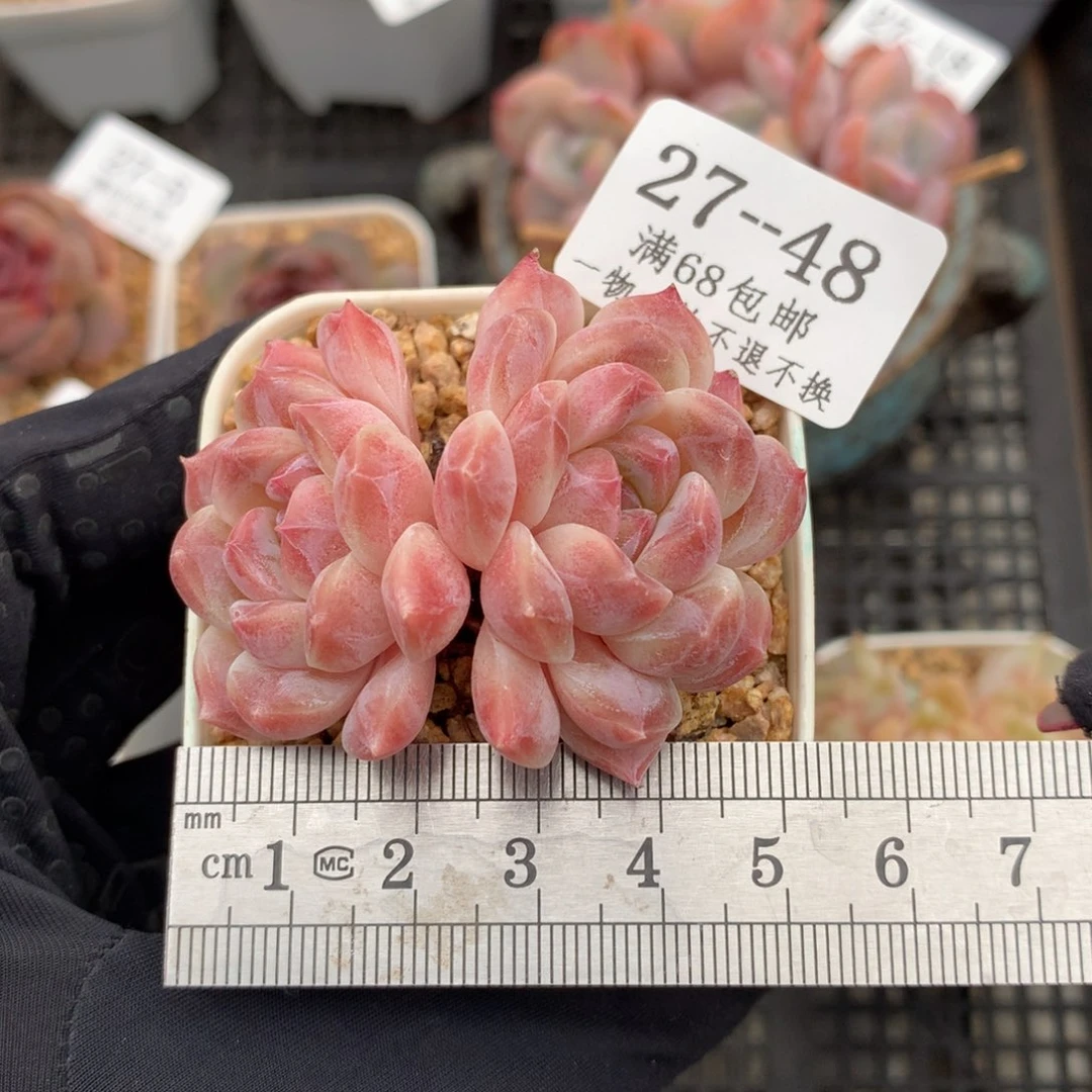 艳48白巧克力冰魄。