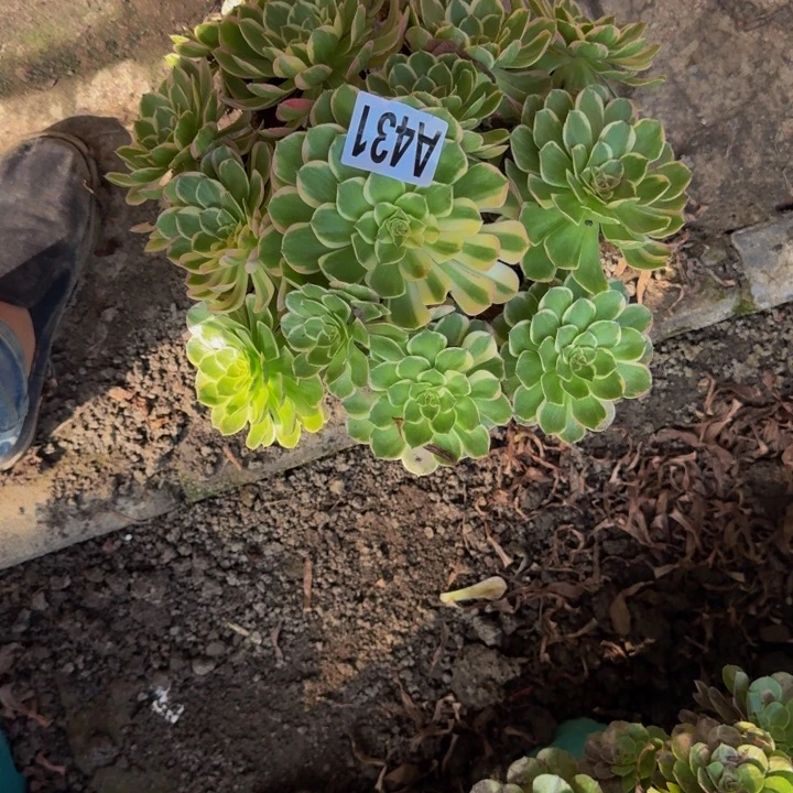 海燕花花25-31包邮花花