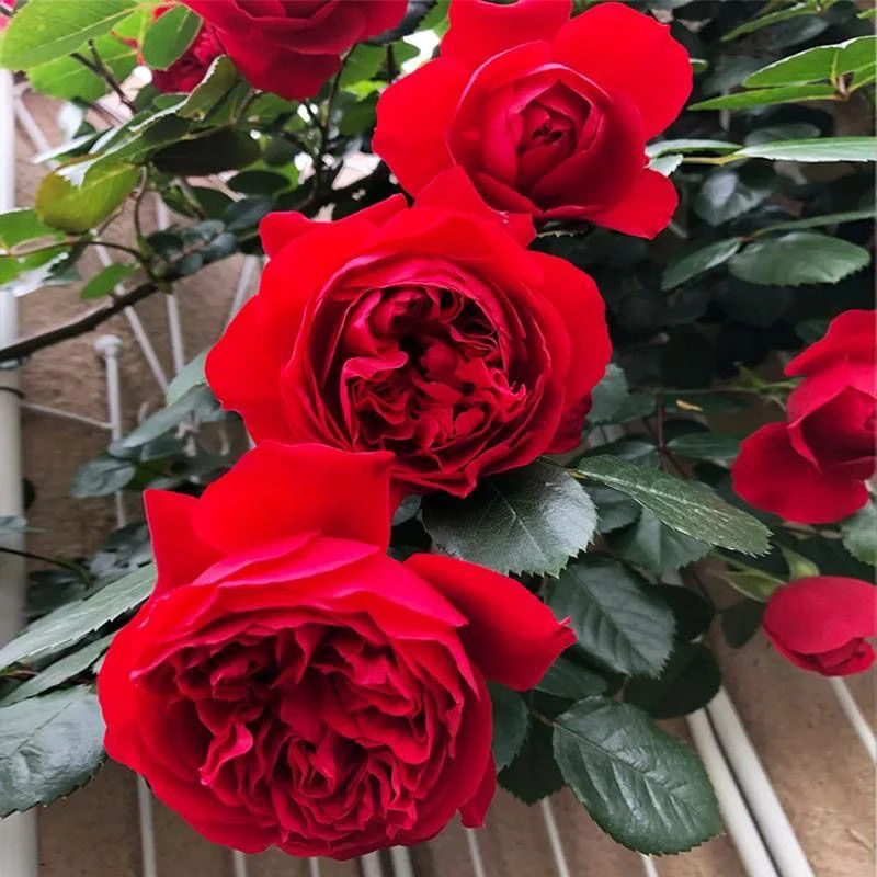 蒂娜1.2-1.5米 多季开花无刺爬藤蔷薇月季庭院阳台种植好养易活